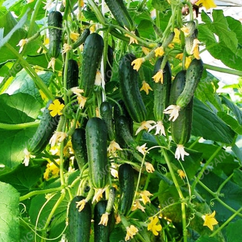 100pcsbag Gourmet Green Cucumber Seeds Long Japanese Variety For Delicious Vegetable Production - 1