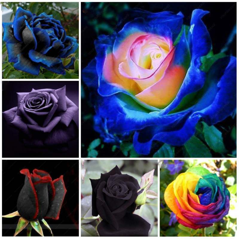 100pcs Rare Rose Plants Beautiful Rainbow Garden Flowers Plantas Para Jardin Bonsai Tree