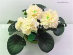 100 Pcs African Violet Flower Rare Garden Bonsai Perennial Herb Plant Variety Complete Mixed 24 Color - 6