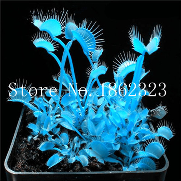 20pcs Juniper Tree Seeds For Indoor Decoration Air Purification Harmful Toxin Absorption - 1