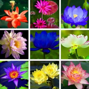 10 Pcs High 100% Original Mixed Bowl Lotus Bonsai Flower Aquarium Plant Water Lily Flowers Four Seasons