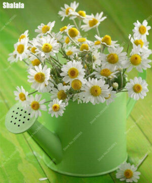 Chamomile Flower Fragrant Bonsai Perennial Garden Flowers Herbs Plant 500 Particles Can Be Made Tea