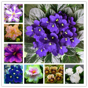 50 Pcsbag Mix Violet Bonsai Flower Viewing Evening-scented Stock Diy Home Garden Plants