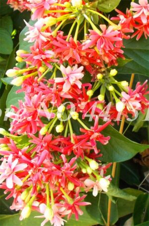 100 Pcs Bag Exotic Fragrant Outdoor Bonsai Potted Climbing Japonica Vine Flower Plant Air Purify Home - 2