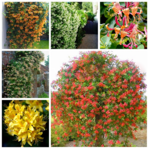 100 Pcs Bag Exotic Fragrant Outdoor Bonsai Potted Climbing Japonica Vine Flower Plant Air Purify Home