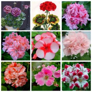 100 Pcs Mul-color Geranium Flower Rare Bonsai Flore Perennial Plant Pelargonium Peltatum Indoor Rooms Home Garden Pot