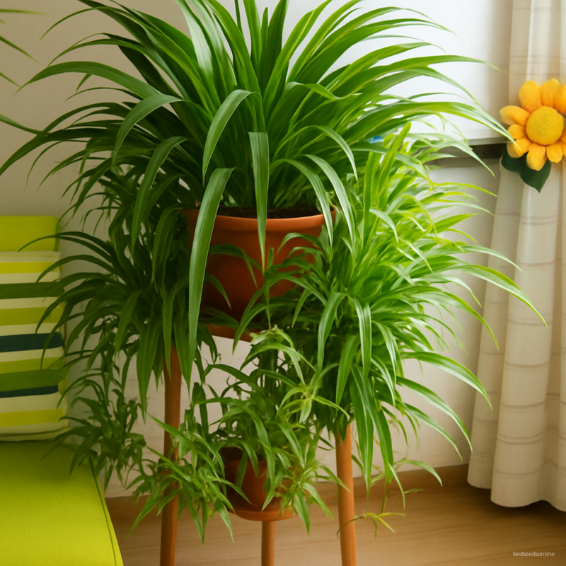 Big Promotion!100pcslot Chlorophytum Garden Bonsai Absorb Formaldehyde Perennial Potted Plants Indoor