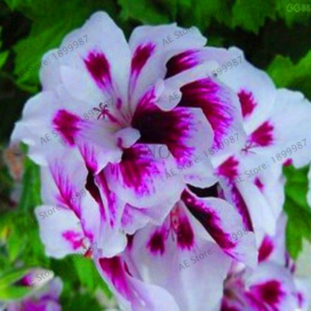 Appleblossom Rosebud Pelargonium Hardy Seeds - BestSeedsOnline.com ...
