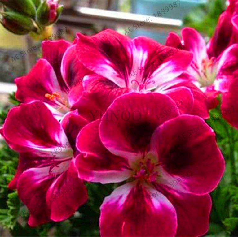 Appleblossom Rosebud Pelargonium Hardy Seeds - BestSeedsOnline.com ...