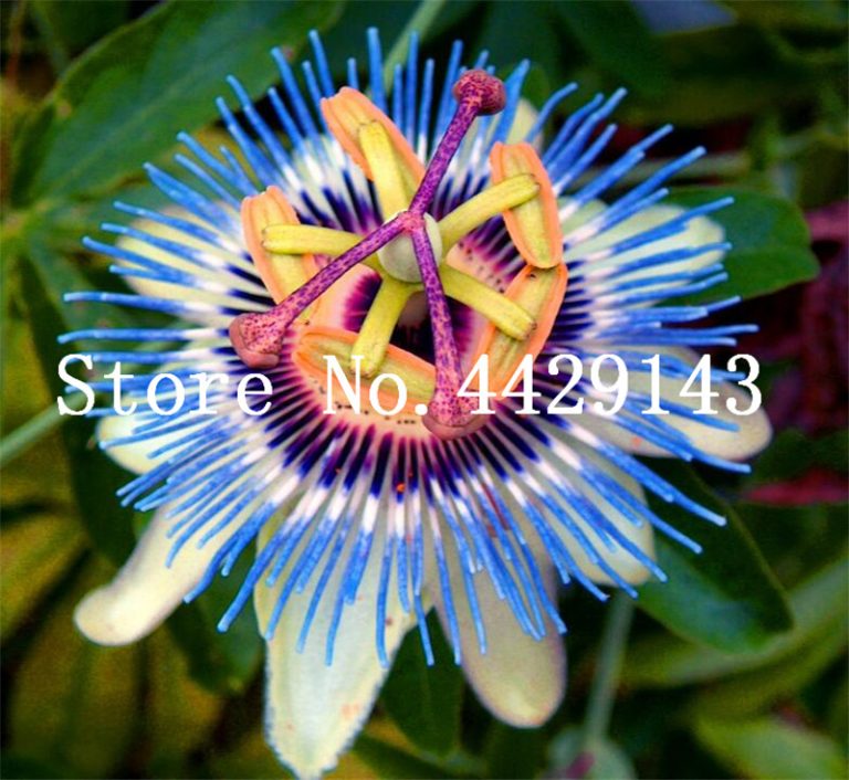 Sale! 100 Pcs Blue Passion Flower Fruit Bonsai Tropical Indoor Plants