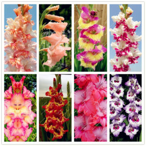 50 Pcs Rare Striped Gladiolus Sword Lily Garden Plant Flowers Orchid Bonsai Gandavensis High Survival Rate