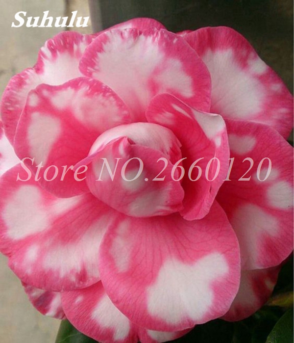 2piece Mixed Desert Rose Adenium Obesum Decorative Indooroutdoor Flowers For Balcony Decor - 1