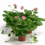 200pcs Four Seasons Potted Strawberry Bonsais Perennial Results Balcony Flower Fruits Vegetables - 5