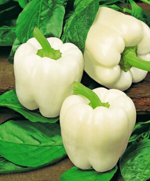 5000pcs Mix Rare Novel Pepper Bonsai Plant 100% Genuine Fresh Paprika 10 Kinds Organic Non-gmo Vegetable Chile Home Garden - 2
