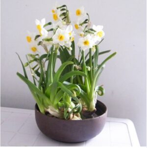 100 Pcsbag Narcissus Seedss Aquatic Plants Double Petals Daffodil Bonsai Flower Seedling Diy Potted Ornamental Garden Plant - 2