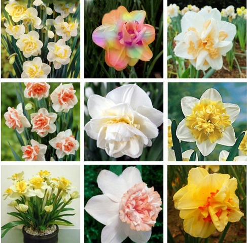 100pack Double Petal Daffodil Narcissus Flower Seeds For Outdoor Landscaping Diy Pot Decoration - 1