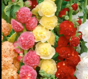 200 Pcs Double Hollyhock Flower Mixed Perennial Garden Rare Bonsai Althaea Rosea Plant Easy To Grow - 2