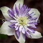 100 Pcsbag Clematis Bonsai Flower Vines Outdoor Pot Plant Home Garden - 5