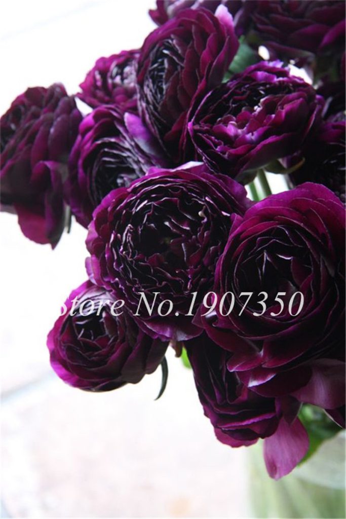 100 Pcs Bonsai Mixed Ranunculus Flower Double Flap Asiaticus Rare