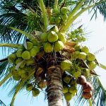 10pcsbag Coconut Tree Bonsaiperennial Juicy Fruit Plants Home Garden Plantingeasy To Plant - 2