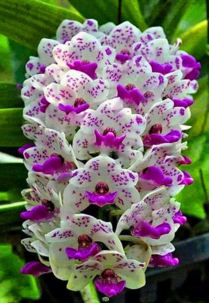 Cymbidium Floresbonsai Flower Plantaspotted Diy Plant Home Amp