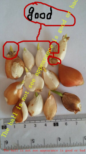 Big Ornamental Plants World Rare Tulip Bulbs Bonsai Not - 2