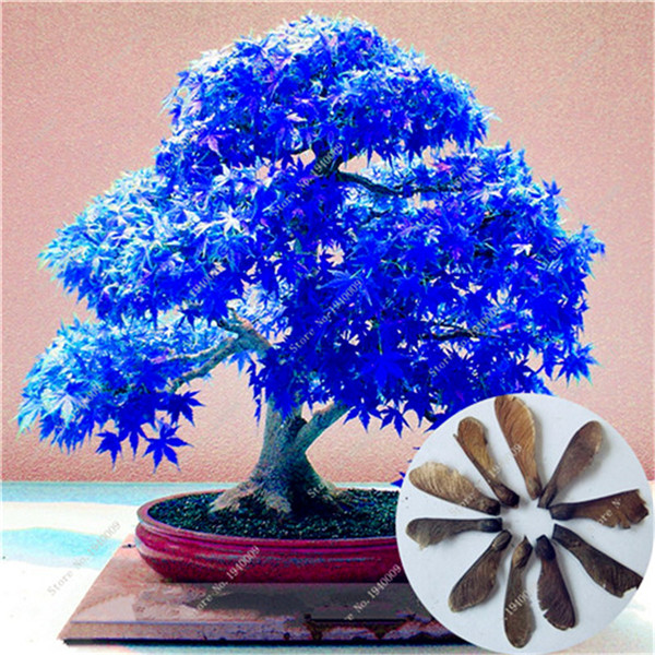 30 Pcs Rare Sky Blue Japanese Maple Tree Seeds For Balcony And Outdoor Decorations - 1