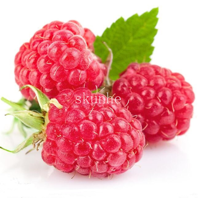 300pcs Giant Red Raspberry Seeds For Juicy Delicious Fruit Harvesting Ideal For Outdoor Spaces - 2