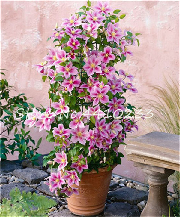 100 Pcs Brilliant Clematis Flower Climbing Vines For Patios Balconies Fences Landscapes - 6