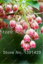 100 Pcsbag Bell Orchid Bonsai Flower Campanula 9 Colors Convallaria Plant Pot Home Garden - 4