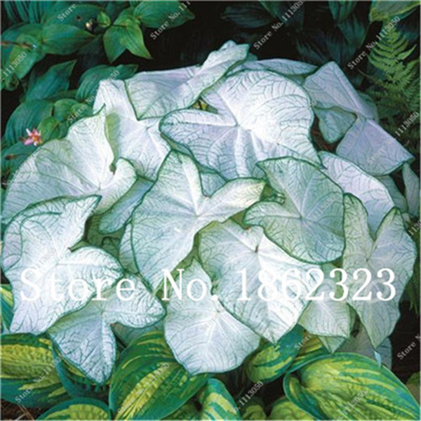 Special Offer Authentic Indoor 50piece Caladium Pack From Thailand For Diy Interior Landscaping Projects - 5