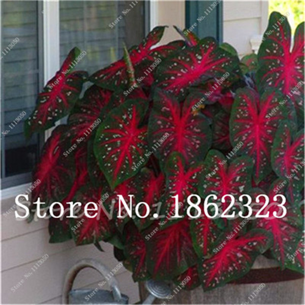 Special Offer Authentic Indoor 50piece Caladium Pack From Thailand For Diy Interior Landscaping Projects - 3