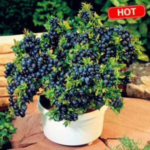 Vegetables Fruit Bonsais Blueberry Black Pearl Blueberries Diy Countyard Plants Home Garden 100 Pcs - 2
