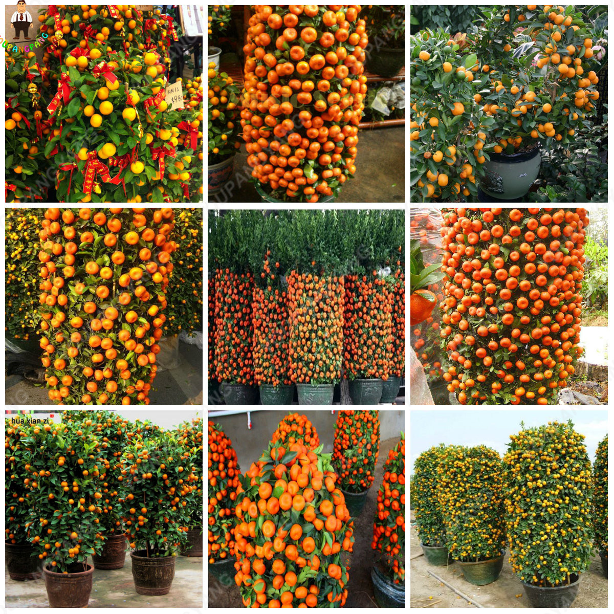 Mandarin Orange Tree Edible Fruit Easy To Cultivate Nutritious Food 10 Pcs Set - 3