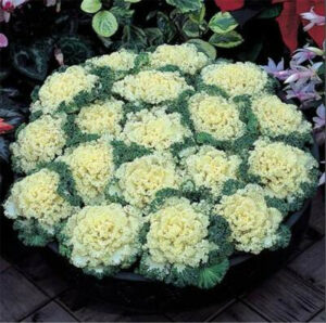 100 Pcsbag Kale Bonsai Ornamental Cabbage Plant Flowering In Pot Garden Organic Delicious - 2