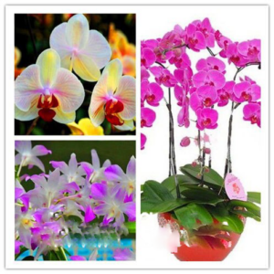 Bonsai Balcony Flower Butterfly Orchid Plants Phalaenopsis Orchids Pcs Plantas Beautiful
