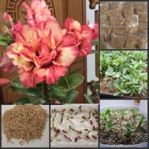 5pcs Fresh Real Adenium Obesum Semillas - Bonsai Desert Rose Flower Plant Sementes
