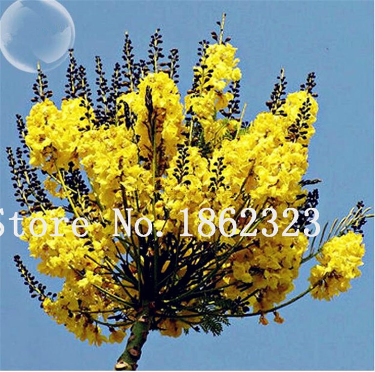 50 Pcs Rare Jacaranda Mimosifolia Tree Bonsai Flower Plants In Garden