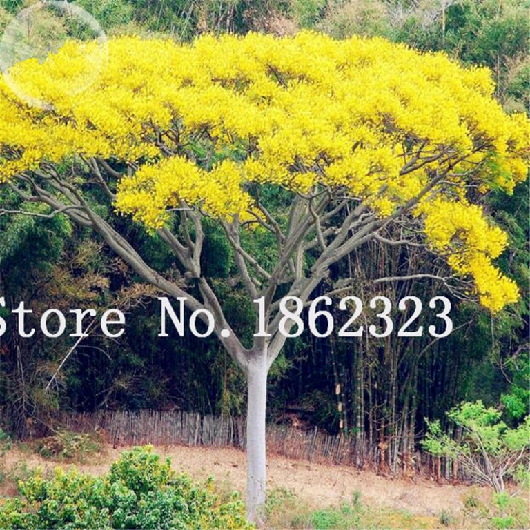 50 Pcs Rare Jacaranda Mimosifolia Flower Seeds