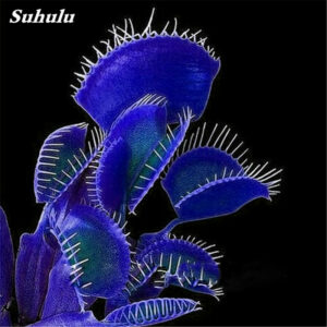 1000 Pcs Potted Insectivorous Plant Dionaea Muscipula Giant Clip Venus Flytrap Bonsai Carnivorous Diy Home Garden Planting - 2