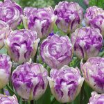 2 Pcs Tulip Symbolizes Flower Plant Home Garden Plants - 6
