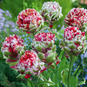 2 Pcs Tulip Symbolizes Flower Plant Home Garden Plants - 2