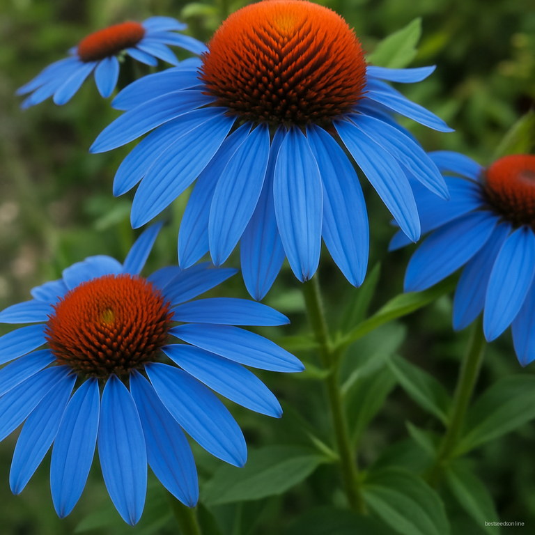 120 Japan Echinacea Purpurea Bonsai Beautiful Daisy Flower Plants Home