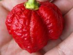 100pcs Carolina Reaper Chili Pepper Bonsai Red Spices Spicy Vegetables Plants Potted - 3