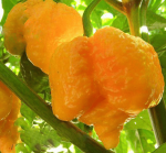 100pcs Carolina Reaper Chili Pepper Bonsai Red Spices Spicy Vegetables Plants Potted