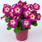 50 Kinds Flowers Charming Beautiful Bonsai Plant Home Garden Petunia Adenium Rose Mint Peony Mimosa Daisy Dahlia - 3