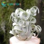 100pcs Tillandsia Plants Succulent Pineapple Mini Air Purifier Rare Bonsai Home Garden - 5