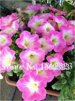 200 Pcs Rare Colour Petunia Plant Bonsai Flower Short Height Garden Perennial Flowers Indoor Ourdoor Pot - 3