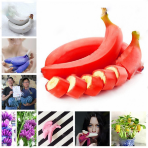 50pcsbag Rare Rainbow Banana Bonsai Fruit Vegetable Plants Organic Heirloom Planting Home Garden