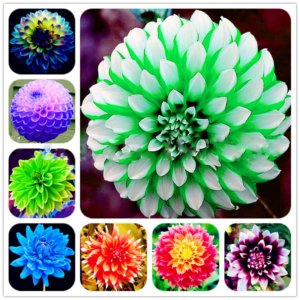 Sale!50 Pcs Dahlia Flower Not Bulbsbonsai Gorgeous Balcony Potted Plant Home Garden Symbolizes